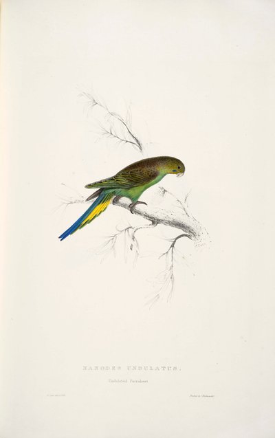 Melopsittacus Undulatus by Edward Lear